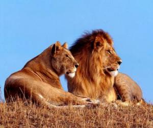 пазл Лев и львица